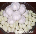Nueva cosecha Buen ajo chino pelado de calidad